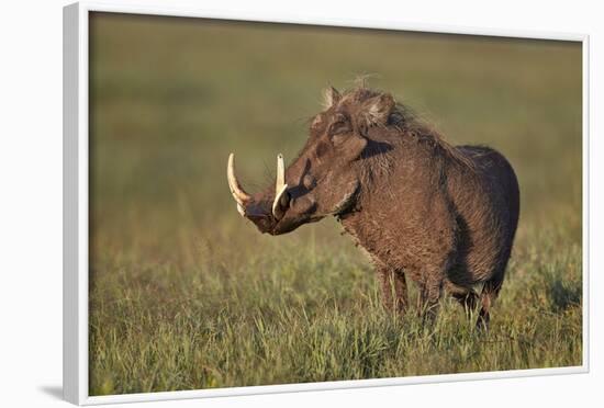 Male Warthog (Phacochoerus Aethiopicus), Ngorongoro Crater, Tanzania, East Africa, Africa-James Hager-Framed Photographic Print