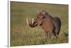 Male Warthog (Phacochoerus Aethiopicus), Ngorongoro Crater, Tanzania, East Africa, Africa-James Hager-Framed Photographic Print