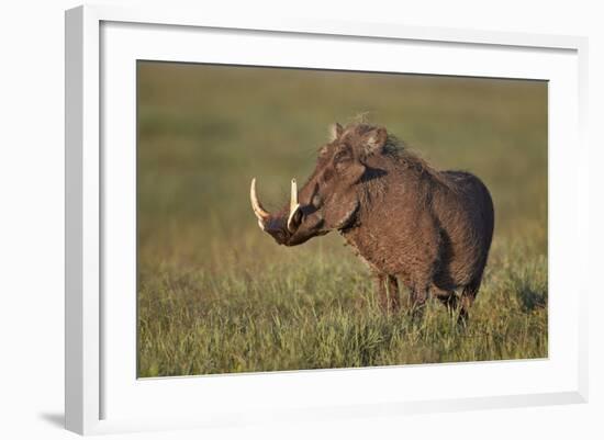 Male Warthog (Phacochoerus Aethiopicus), Ngorongoro Crater, Tanzania, East Africa, Africa-James Hager-Framed Photographic Print