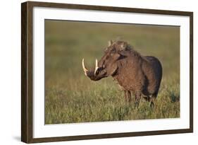 Male Warthog (Phacochoerus Aethiopicus), Ngorongoro Crater, Tanzania, East Africa, Africa-James Hager-Framed Photographic Print