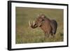 Male Warthog (Phacochoerus Aethiopicus), Ngorongoro Crater, Tanzania, East Africa, Africa-James Hager-Framed Photographic Print