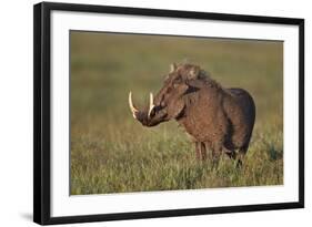 Male Warthog (Phacochoerus Aethiopicus), Ngorongoro Crater, Tanzania, East Africa, Africa-James Hager-Framed Photographic Print