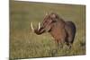 Male Warthog (Phacochoerus Aethiopicus), Ngorongoro Crater, Tanzania, East Africa, Africa-James Hager-Mounted Photographic Print