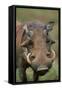 Male Warthog-Paul Souders-Framed Stretched Canvas