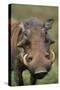 Male Warthog-Paul Souders-Stretched Canvas