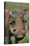 Male Warthog-Paul Souders-Stretched Canvas