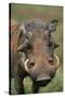 Male Warthog-Paul Souders-Stretched Canvas