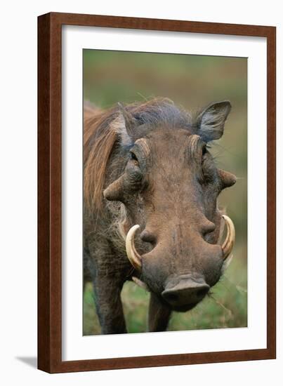 Male Warthog-Paul Souders-Framed Photographic Print