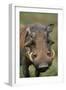 Male Warthog-Paul Souders-Framed Photographic Print