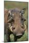 Male Warthog-Paul Souders-Mounted Photographic Print