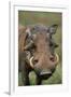 Male Warthog-Paul Souders-Framed Photographic Print