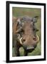 Male Warthog-Paul Souders-Framed Photographic Print