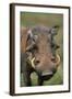 Male Warthog-Paul Souders-Framed Photographic Print