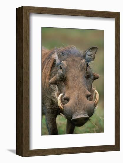 Male Warthog-Paul Souders-Framed Photographic Print