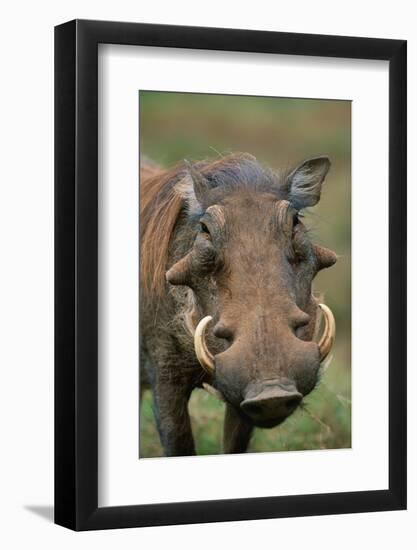 Male Warthog-Paul Souders-Framed Photographic Print