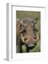 Male Warthog-Paul Souders-Framed Photographic Print