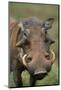 Male Warthog-Paul Souders-Mounted Photographic Print