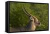 Male waterbuck, Kruger National Park, South Africa-David Wall-Framed Stretched Canvas