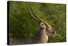 Male waterbuck, Kruger National Park, South Africa-David Wall-Stretched Canvas
