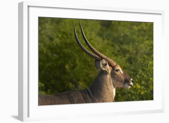 Male waterbuck, Kruger National Park, South Africa-David Wall-Framed Photographic Print