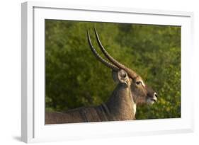 Male waterbuck, Kruger National Park, South Africa-David Wall-Framed Photographic Print