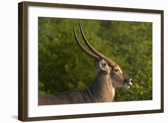 Male waterbuck, Kruger National Park, South Africa-David Wall-Framed Photographic Print