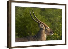 Male waterbuck, Kruger National Park, South Africa-David Wall-Framed Photographic Print