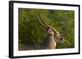 Male waterbuck, Kruger National Park, South Africa-David Wall-Framed Photographic Print