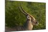 Male waterbuck, Kruger National Park, South Africa-David Wall-Mounted Photographic Print
