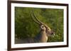 Male waterbuck, Kruger National Park, South Africa-David Wall-Framed Photographic Print