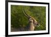 Male waterbuck, Kruger National Park, South Africa-David Wall-Framed Photographic Print