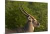 Male waterbuck, Kruger National Park, South Africa-David Wall-Mounted Photographic Print