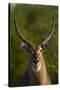 Male waterbuck, Kruger National Park, South Africa-David Wall-Stretched Canvas