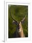 Male waterbuck, Kruger National Park, South Africa-David Wall-Framed Photographic Print