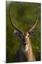 Male waterbuck, Kruger National Park, South Africa-David Wall-Mounted Photographic Print