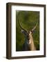 Male waterbuck, Kruger National Park, South Africa-David Wall-Framed Photographic Print