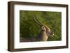 Male waterbuck, Kruger National Park, South Africa-David Wall-Framed Photographic Print