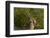 Male waterbuck, Kruger National Park, South Africa-David Wall-Framed Photographic Print