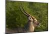 Male waterbuck, Kruger National Park, South Africa-David Wall-Mounted Photographic Print