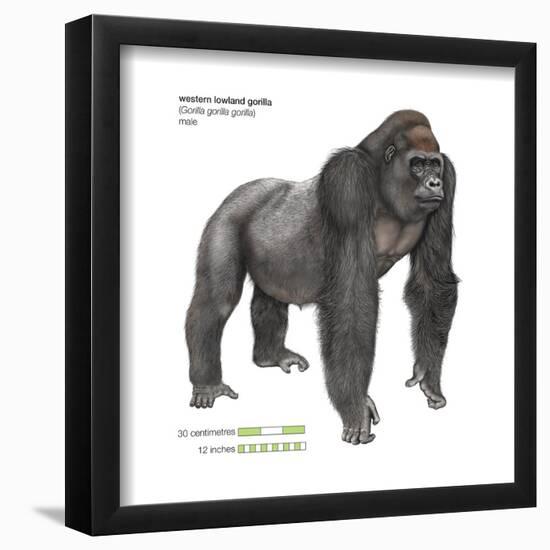 Male Western Lowland Gorilla (Gorilla Gorilla Gorilla), Ape, Mammals-Encyclopaedia Britannica-Framed Poster