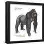 Male Western Lowland Gorilla (Gorilla Gorilla Gorilla), Ape, Mammals-Encyclopaedia Britannica-Framed Poster