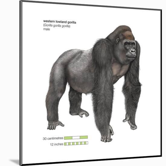Male Western Lowland Gorilla (Gorilla Gorilla Gorilla), Ape, Mammals-Encyclopaedia Britannica-Mounted Poster