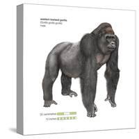 Male Western Lowland Gorilla (Gorilla Gorilla Gorilla), Ape, Mammals-Encyclopaedia Britannica-Stretched Canvas