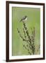 Male Whinchat (Saxicola Saxicola) Perched, Lithuania, May 2009-Hamblin-Framed Photographic Print