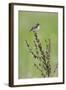 Male Whinchat (Saxicola Saxicola) Perched, Lithuania, May 2009-Hamblin-Framed Photographic Print