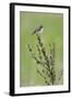 Male Whinchat (Saxicola Saxicola) Perched, Lithuania, May 2009-Hamblin-Framed Photographic Print