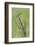 Male Whinchat (Saxicola Saxicola) Perched, Lithuania, May 2009-Hamblin-Framed Photographic Print