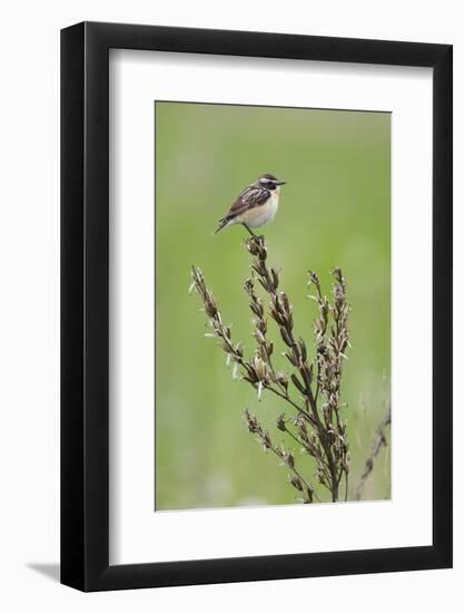 Male Whinchat (Saxicola Saxicola) Perched, Lithuania, May 2009-Hamblin-Framed Photographic Print