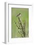 Male Whinchat (Saxicola Saxicola) Perched, Lithuania, May 2009-Hamblin-Framed Photographic Print