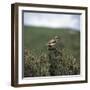 Male Whinchate-CM Dixon-Framed Photographic Print
